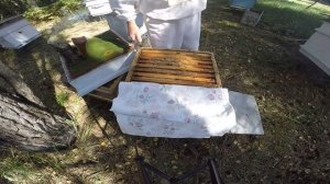 НАРАСТИТЬ ПЧЕЛ В АВГУСТЕ.