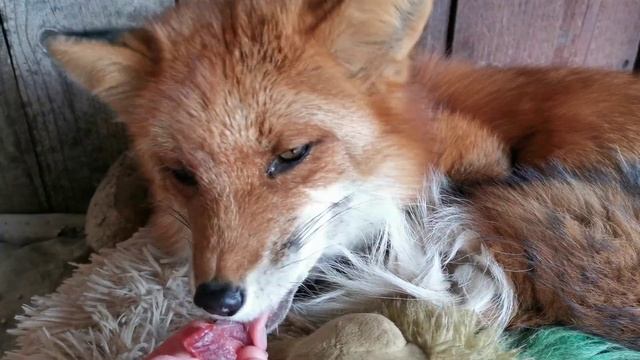 Как приручить лису смотреть онлайн