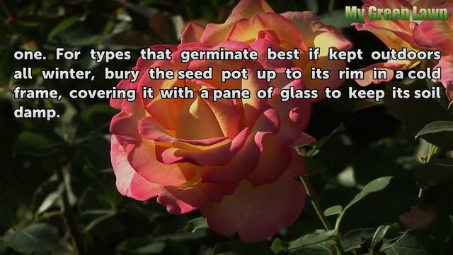 How to Grow Ranunculus From Seeds смотреть онлайн