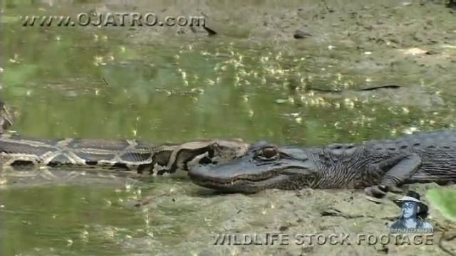 Pythons at Alligator Pond 09 - Dangerous Animals in Florida смотреть онлайн