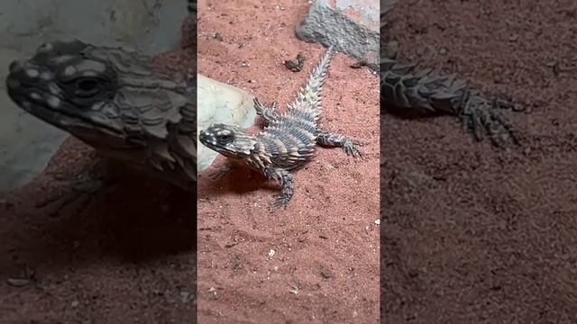 Малый поясохвост #shorts #lizard #reptiles #ящерица смотреть онлайн