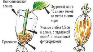 Цветок фикус Пумила — описание и уход дома