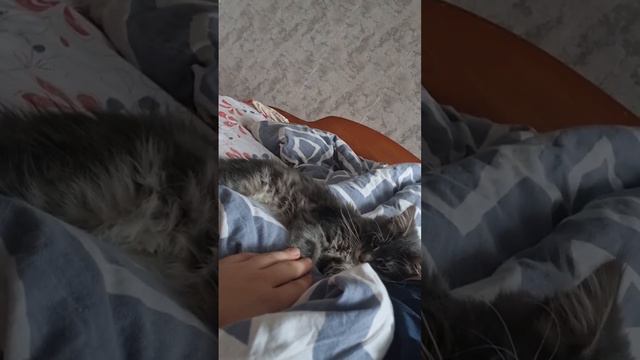 котенок мейн кун играется смотреть онлайн