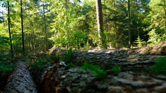 1 Hour Of Forest Sounds Relaxation / Concentrate, Dream, Relax, Work, Meditate And Reduce Stress