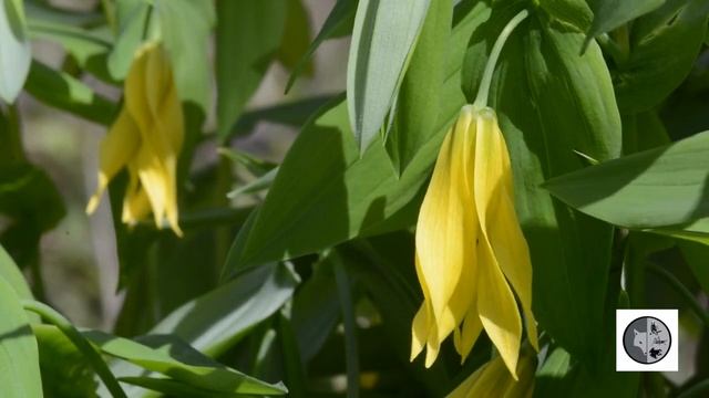 Uvulaire à grandes fleurs/Large-flowered Bellwort (Uvularia grandiflora) смотреть онлайн
