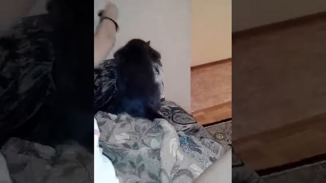 •Я обиделся• √ Кот Степа обиделся(√ смотреть онлайн