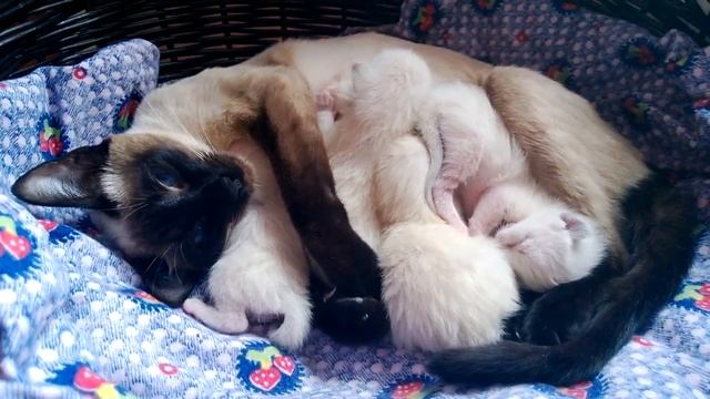 Новорождённые сиамские котята Kitty new born смотреть онлайн