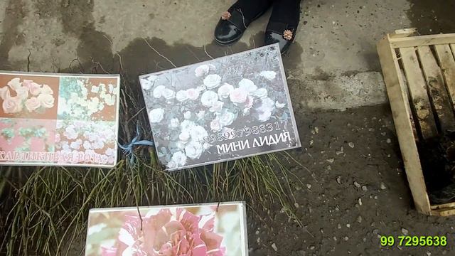 МЕВАЛИ ДАРАХТ КУЧАТЛАР, ГУЛЛАР, УРУГЛАР, АЖОЙИБ АТИР ГУЛЛАР АРЗОН НАРХЛАРДА 2021 / NARX NAVO