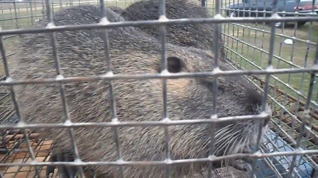 Советы по разведению нутрий.Tips breeding nutria. смотреть онлайн