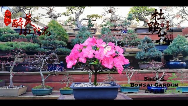 #Azalea Japonica '#ANOUK'  #杜鵑花