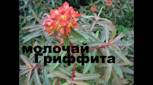 Молочай Садовый. Неприхотливые Цветы Для Сада