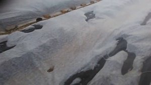 Насос для капельного полива!!!