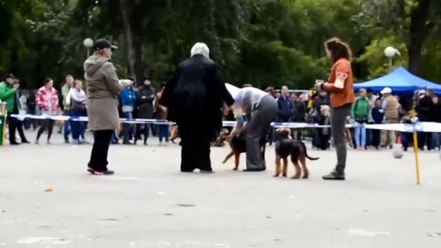 Эрдельтерьер Моно 2014 Барнаул Бэби (автор Ольга Шишкова) смотреть онлайн