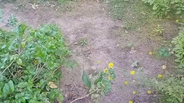 Развлечения домашних и дачных котов смотреть онлайн