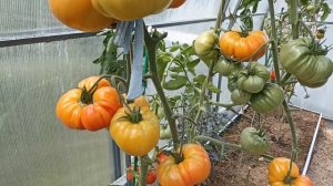 Очень сладкий томат Медовый Салют. Сорт. Медовый вкус..