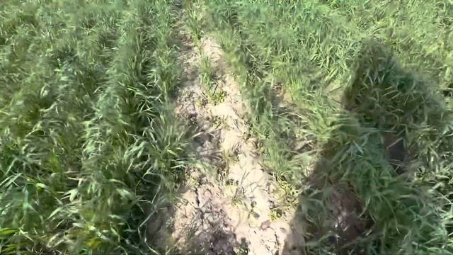 ОЗИМАЯ ПШЕНИЦА С ВИКОЙ.Бессарабия 14.04.23. смотреть онлайн