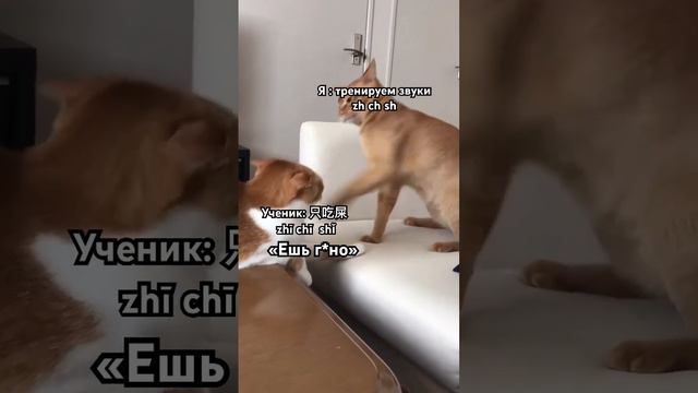Мемы китайского языка #китайскийязык #китай смотреть онлайн