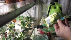 КАК ВЫВЕСТИ КЛЕЩЕЙ НА ФИАЛКАХ  КРАТКО И ТОЛКОВО