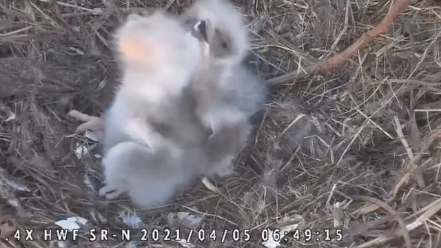 Tiny Eaglets at Surrey Reserve BC смотреть онлайн