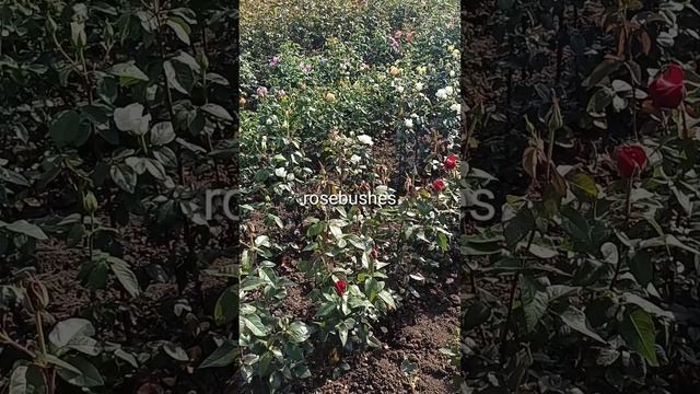 саженцы роз @rose_bushes161 смотреть онлайн