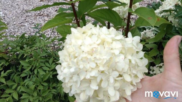 БИРКИ ДЛЯ РАСТЕНИЙ Месим грязь. ВАНИЛА ФРЕЙЗИ ))) ФЛОКСЫ смотреть онлайн