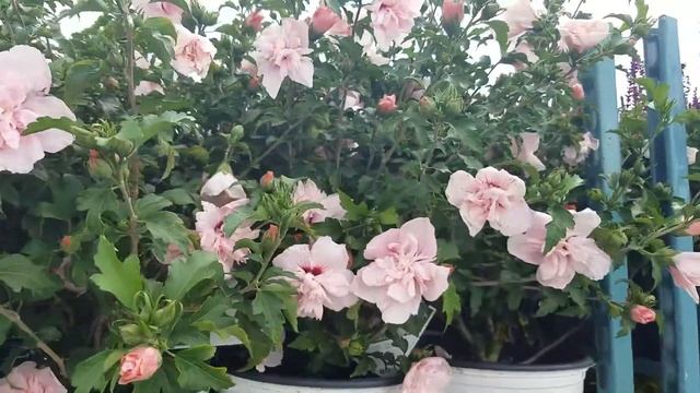 Hibiscus Pink Chiffon (Rose of Sharon) смотреть онлайн