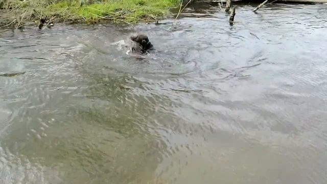 Охота с дратхааром / Hunting with a deutsch drahthaar смотреть онлайн
