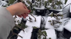 Зимовка растений в питомнике // Как зимуют растения в контейнерах