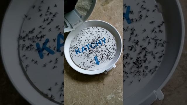 Katchy fruit fly and gnat catcher review! смотреть онлайн