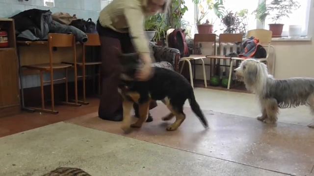 Не послушанием единым))) смотреть онлайн