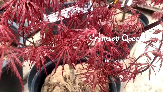 Клен дланевидный "Crimson Queen" (Кримсан Куин) смотреть онлайн