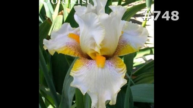 #748. Ирисы - очень яркие цветы смотреть онлайн