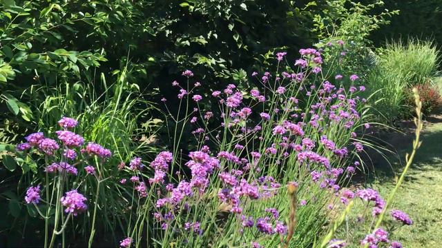 La Verbena bonariensis - pianta erbacea meravigliosa amata dalle farfalle смотреть онлайн