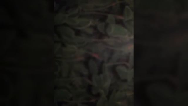 Карликовые ивы смотреть онлайн