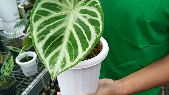Anthurium Silver Blush Bukan Dorayaki #tanamanhias #anthurium #vlog2021