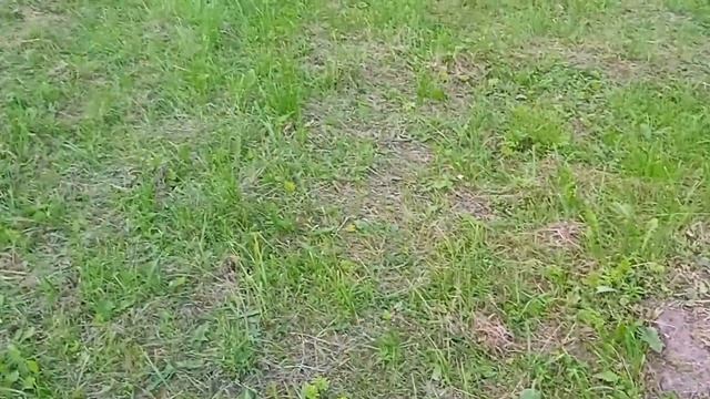 Мои плодовые деревья и "лесная" часть моего участка смотреть онлайн