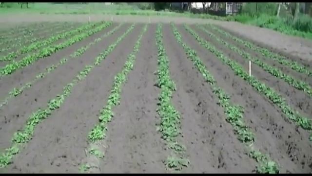 Прополка+окучування картоплі мотоблоком Садко 1160Е смотреть онлайн