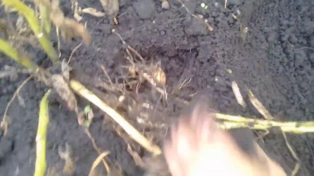 Начала копать КАРТОШКУ Фитофтора уничтожает картофель 24 07 2018г смотреть онлайн