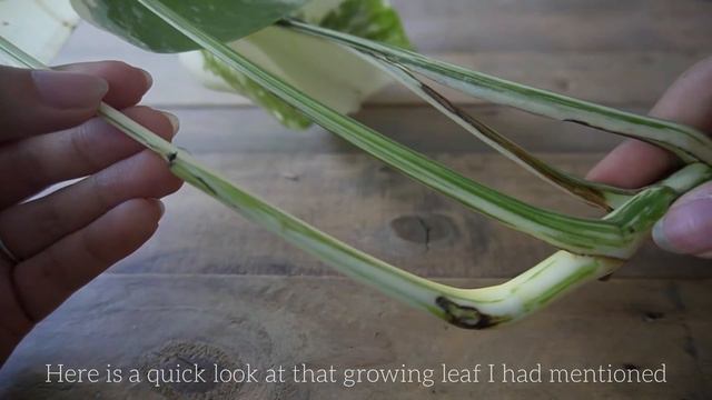 albo unboxing ♡ and an albo one year update смотреть онлайн