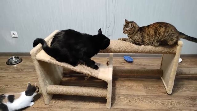 Как за 3 секунды разнообразить жизнь домашней кошки смотреть онлайн