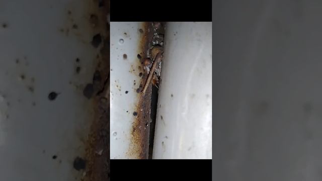 Гнездо клопов в металлической кровати #shorts смотреть онлайн