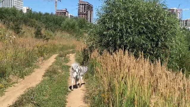 Вольный выгул, по-быстрому смотреть онлайн