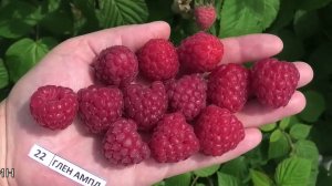 ГЛЕН АМПЛ сорт малины с крупной вкусной ягодой