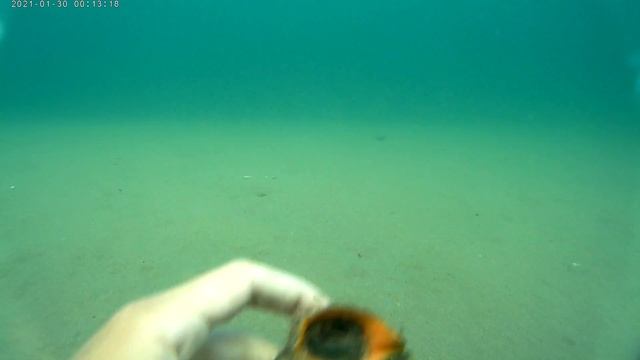 Рапаны. Деликатесы Черного Моря. #рапан #черноеморе