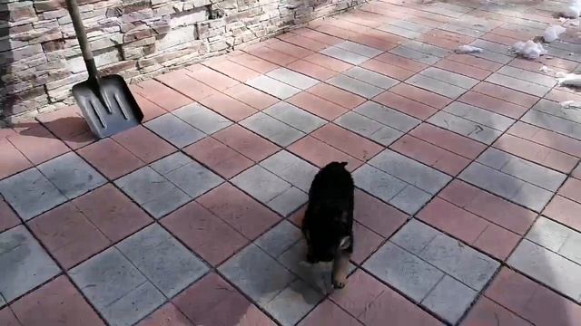 Первая прогулка на улице в новом доме. смотреть онлайн