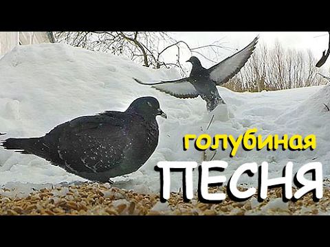 КУРЫ не несутся, КОЗЫ не доятся, ДЕНЬГИ кончились. Всё идЁт ПО ПЛАНУ! смотреть онлайн