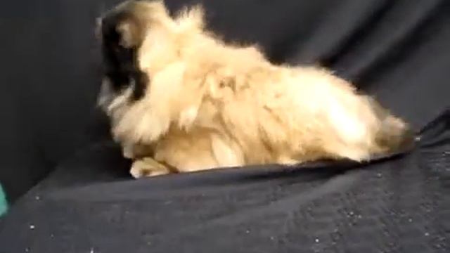 Пекинес красатулька смотреть онлайн