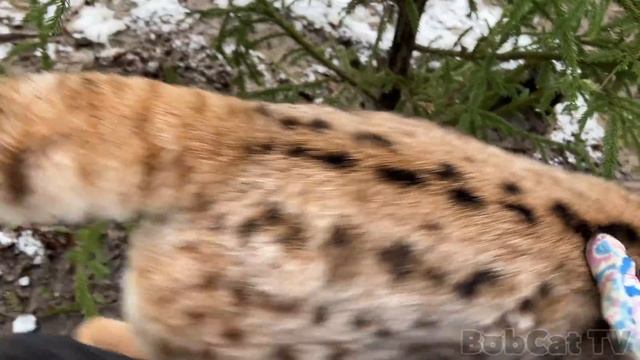 ПОГЛАДИЛА РЫСЬ Симбу благодаря Фросту и Маре / Котята мейн-куна Барби пинаются