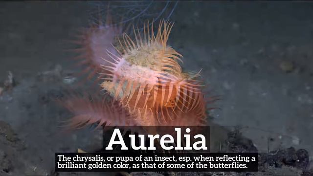 What is Aurelia? | How Does Aurelia Look? | How to Say Aurelia in English? смотреть онлайн