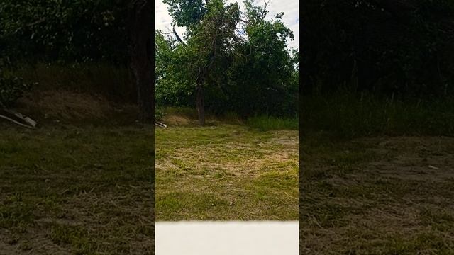 Валка дерева. Тополь. Диаметр ствола 130/120 сантиметров смотреть онлайн